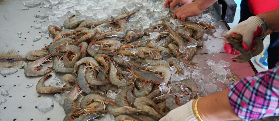Muchangpo Shrimp & Gizzard Shad Festival [photo]
